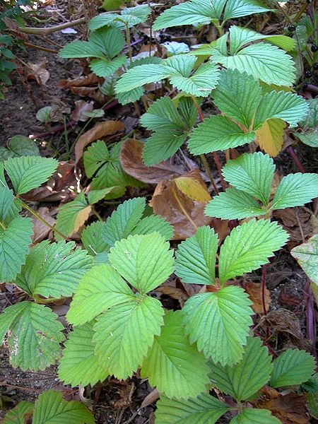 Moschus-Erdbeere (Fragaria moschata)