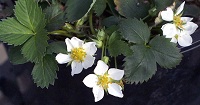 Erdbeeren (Fragaria virginiana)