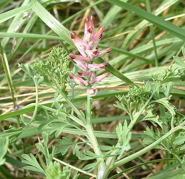 Gewöhnlicher Erdrauch (Fumaria officinalis)