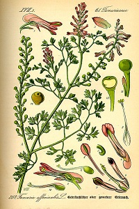 Gewöhnlicher Erdrauch (Fumaria officinalis)