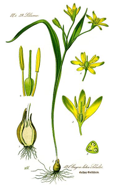Wald-Goldstern (Gagea lutea)