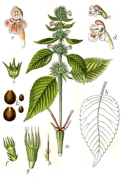 Gemeiner Hohlzahn (Galeopsis tetrahit)