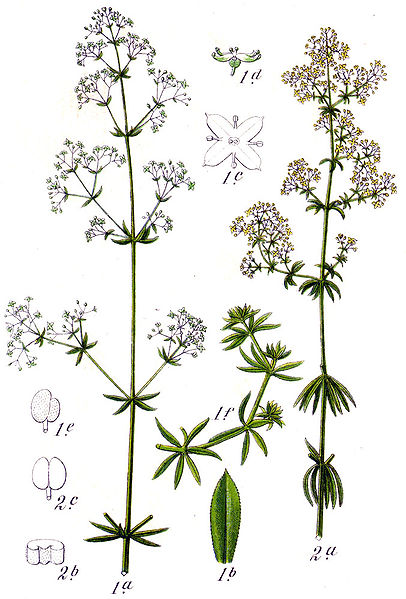 Weißes Labkraut (Galium album)