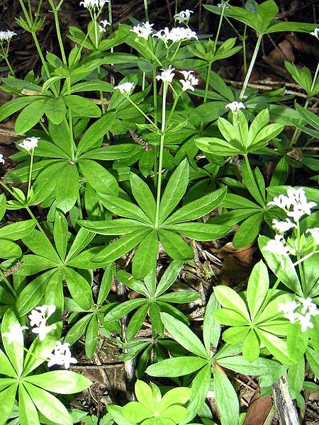 Waldmeister (Galium odoratum)