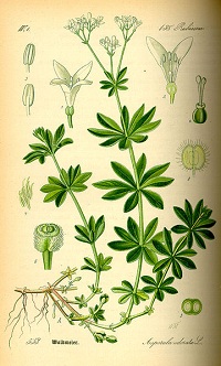 Waldmeister (Galium odoratum)