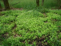 Waldmeister (Galium odoratum)