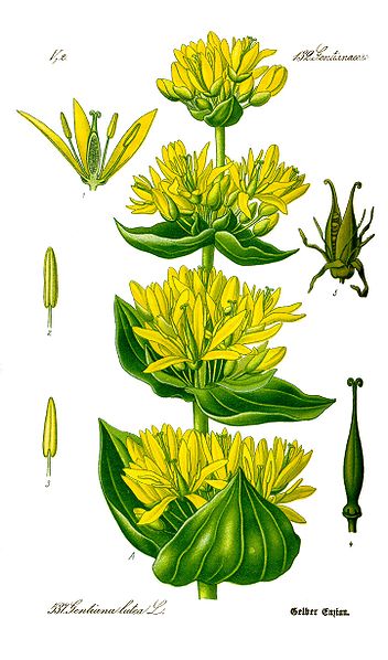 Gelber Enzian (Gentiana lutea)