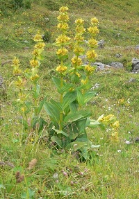 Gelber Enzian (Gentiana lutea)