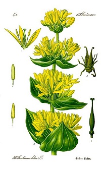 Gelber Enzian (Gentiana lutea)