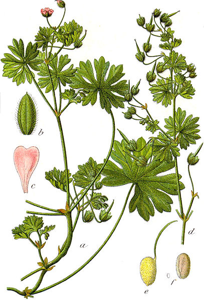 Kleiner Storchschnabel (Geranium pusillum)