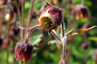 Geum rivale Blüte