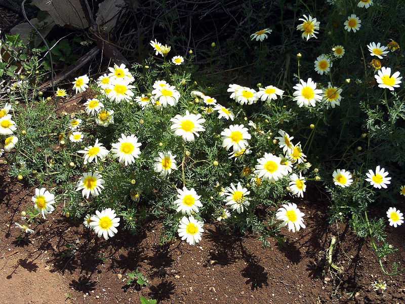 Speisechrysantheme (Glebionis coronaria)