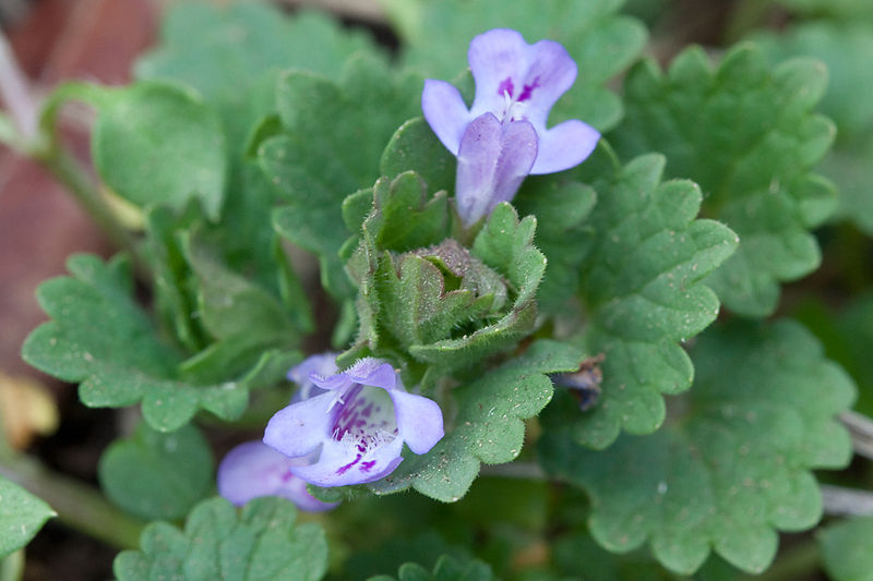 Gundermann (Glechoma hederacea)