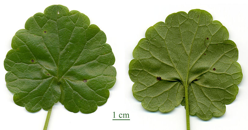 Gundermann (Glechoma hederacea)