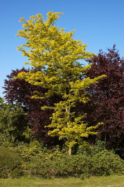 Amerikanische Gleditschie (Gleditsia triacanthos)