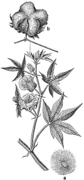 Baumwolle (Gossypium herbaceum)