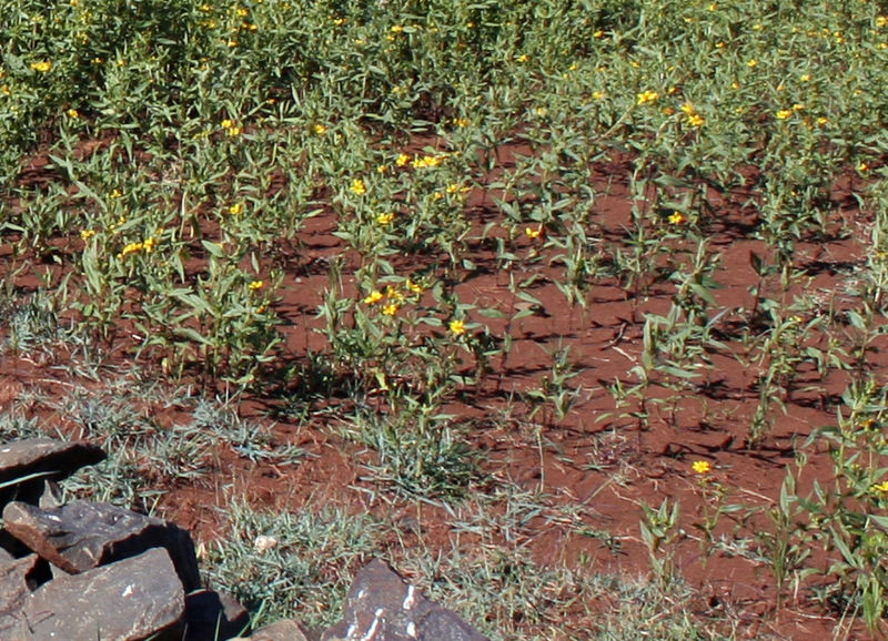Ramtillkraut (Guizotia abyssinica)