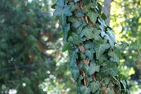 Gemeiner Efeu (Hedera helix)