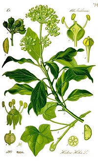 Gemeiner Efeu (Hedera helix)