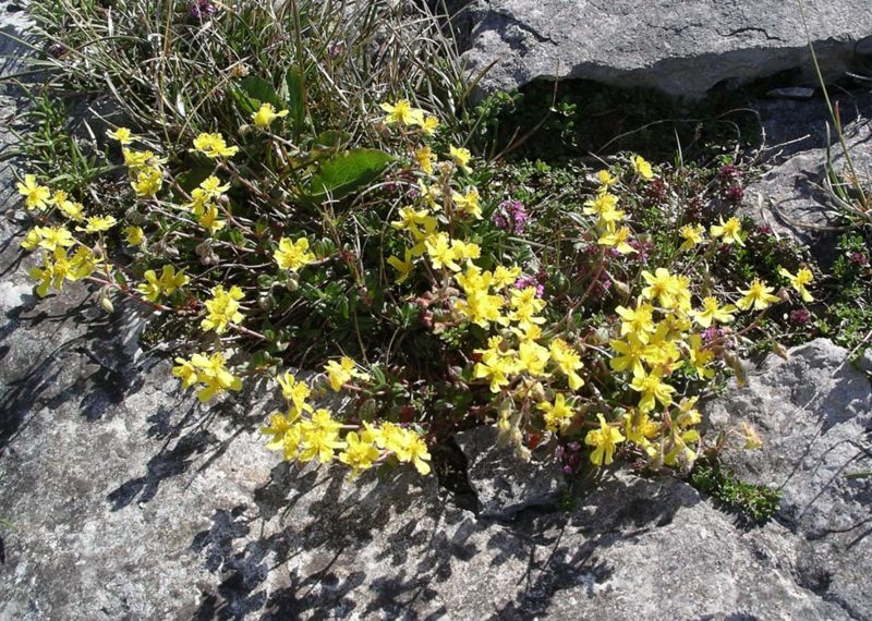 Graues Sonnenröschen (Helianthemum canum)