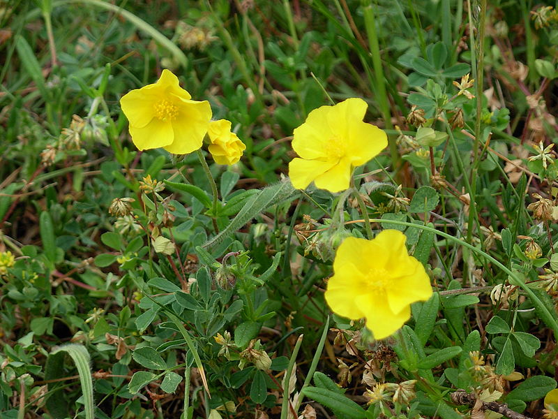 Gemeines Sonnenröschen