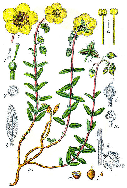 Gemeines Sonnenröschen (Helianthemum nummularium)