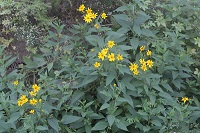 Topinambur (Helianthus tuberosus)