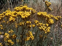 Currykraut (Helichrysum italicum)