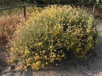 Currykraut (Helichrysum italicum)