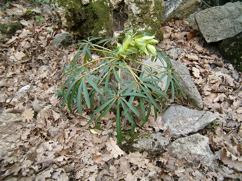 Stinkende Nieswurz (Helleborus foetidus)