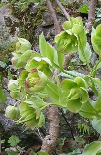 Stinkende Nieswurz (Helleborus foetidus)