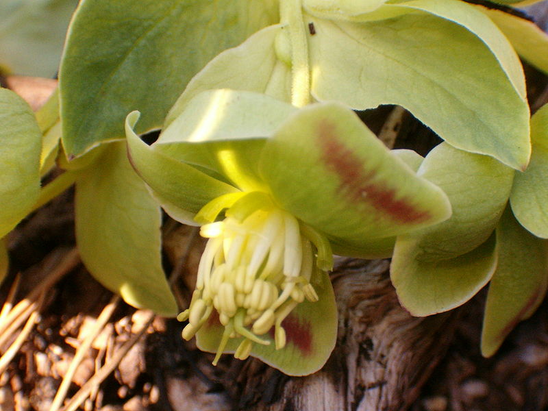 Stinkende Nieswurz (Helleborus foetidus)