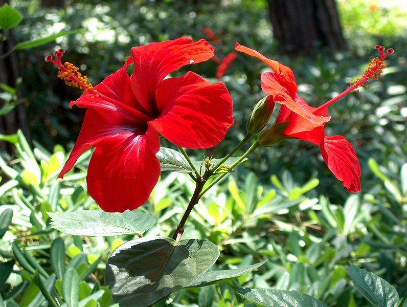 Chinesischer Roseneibisch (Hibiscus rosa-sinensis)