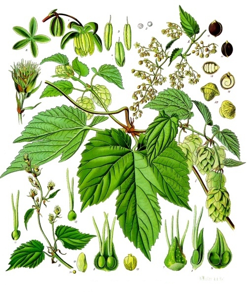 Echte Hopfen (Humulus lupulus)