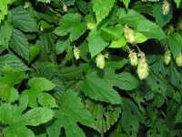 Echter Hopfen (Humulus lupulus)