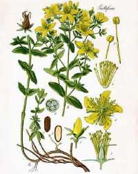 Echtes Johanniskraut (Hypericum perforatum)