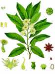 Illicium anisatum