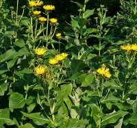 Echter Alant (Inula helenium)