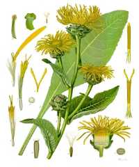 Echter Alant (Inula helenium)