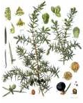 Juniperus communis, Zeichnung