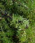 Juniperus communis, Nadeln und Früchte