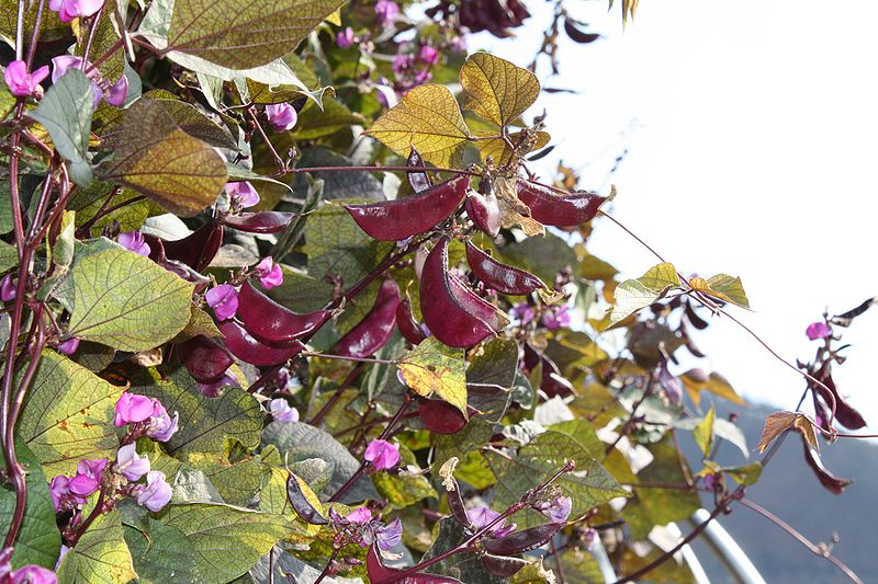 Helmbohne (Lablab purpureus)