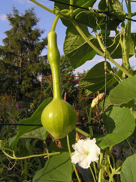 Flaschenkürbis (Lagenaria siceraria)