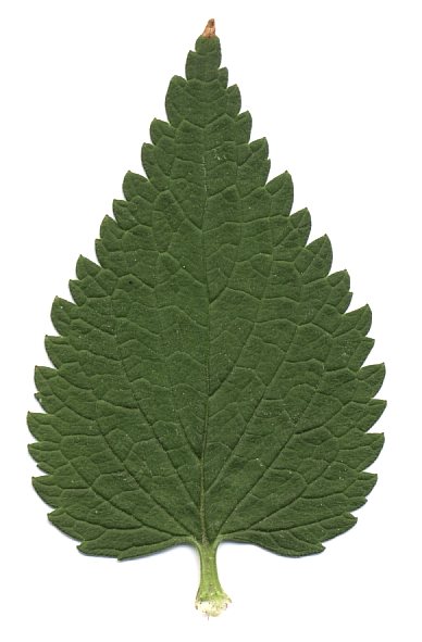 Weiße Taubnessel (Lamium album)