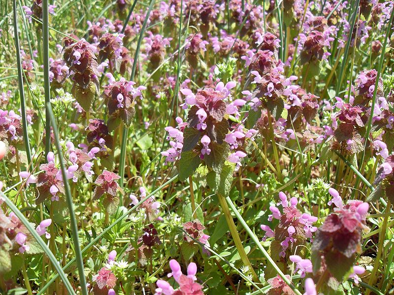 Stängelumfassende Taubnessel (Lamium amplexicaule) 