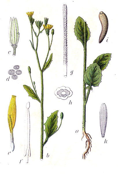 Gemeiner Rainkohl (Lapsana communis)