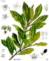 Lorbeer (Laurus nobilis)