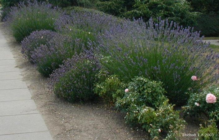 Echter Lavendel (Lavandula angustifolia)