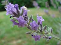 Echter Lavendel Blüte