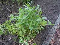 Liebstöckel (Levisticum officinale)